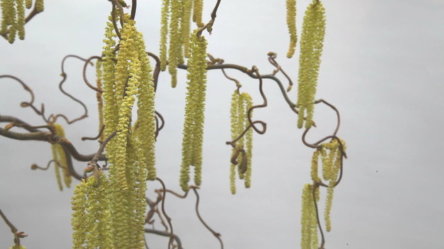 vid&eacute;o printemps
