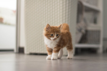 Lovable redhead kitten