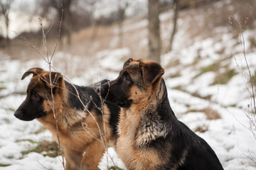 Young german shepard dog playing in the snow