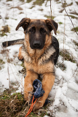 Young german shepard dog playing in the snow