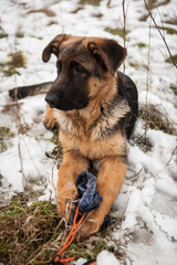 Young german shepard dog playing in the snow