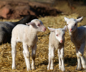 Three curious lamb staring