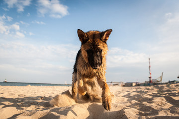 german shepard on the beach