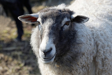 One sheep white and gray