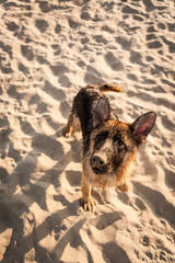 german shepard on the beach