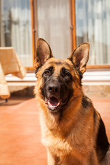 German shepard in grass