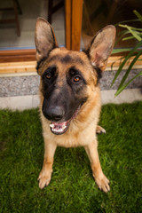 German shepard in grass