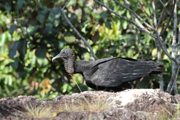 Black vulture. (Coragyps atratus)