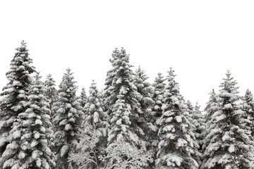 Snow covered pine tree forest