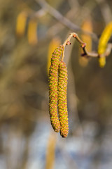 Two Alder Catkins Against The Forest.