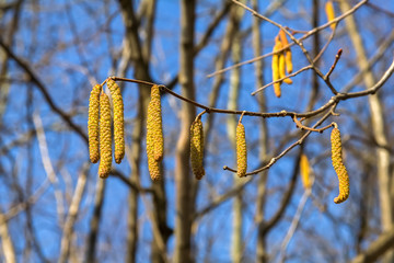 Alder Branch With Catkins Against The Sky And  Forest.