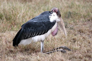Marabou Stork