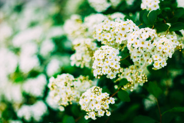 White Spirea Flowers On Bush At Spring
