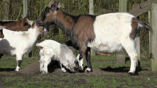 Ziegenfamilie auf der Weide