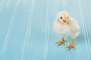 One baby chick chirping  on a blue background © sjhuls