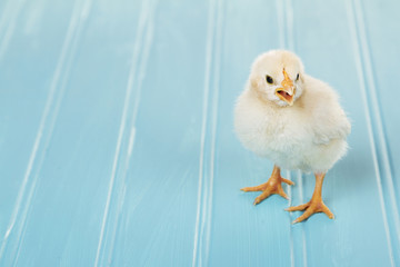One baby chick chirping  on a blue background