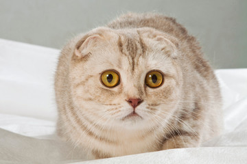 scared beige Scottish fold cat