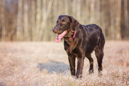 flat coated retriever dog outdoors