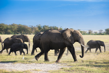 Herd of  African elephants