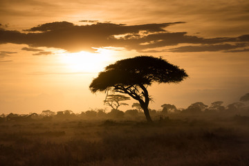 Sunset over the african savannah