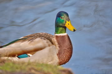 cute mallard