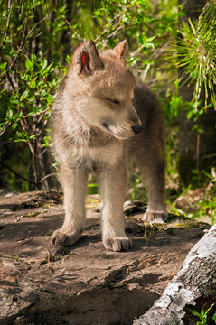 Fototapeta Grey Wolf (Canis lupus) Pup Stands with Eyes Closed