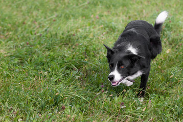 Stock Dog Stalks Left - copy space left