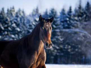 Obraz na płótnie Canvas Bay horse portrait in winter