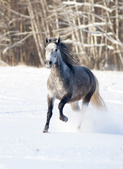 Obraz na płótnie Canvas grey horse runs free in winter