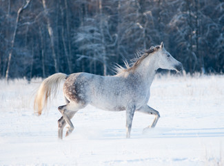 grey arab mare runs free in winter