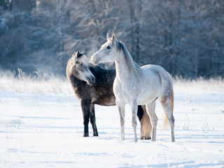 Portrait of two grey horses in winter - 79917847