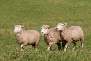 Naklejka na ściany i meble Three Sheep Run Across Pasture