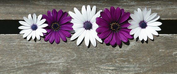 white and purple daisies