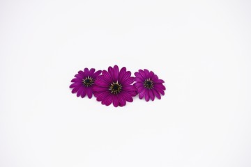 PURPLE DAISIES