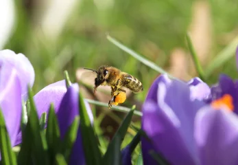 Fotobehang Krokus Biene sammelt Pollen für Honig  © awarts