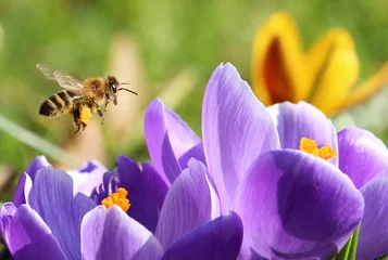 Foto auf Glas Biene sammelt Pollen für Honig © awarts