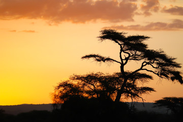 Sunset on the african savannah