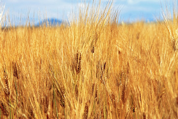 Golden Ears On The Summer Field Before Harvest