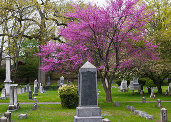 Obraz premium Flowering Redbud tree in cemetery