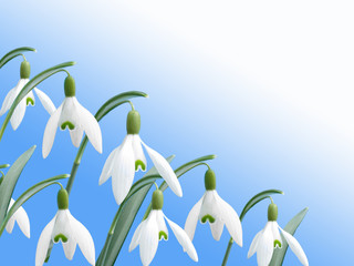 spring white snowdrop flower with blue background