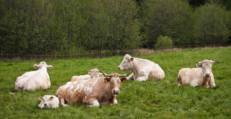 White cows resting