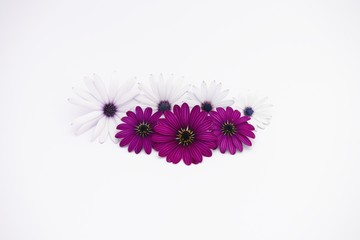 white and purple daisies