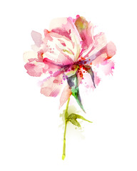 The single flowering pink peony © artant