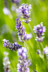 Lavendel