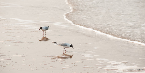 Seagulls