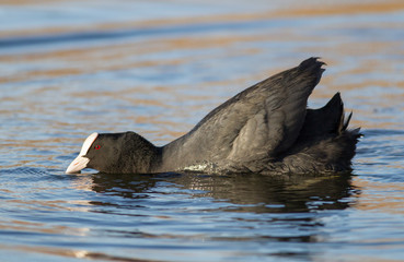 Eurasian coot (Fulica atra)
