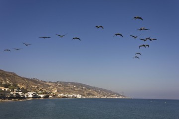 Fototapeta na wymiar Flock of Pelican flying over the Malibu Coast