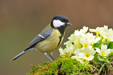 Great tit standing next to primrose