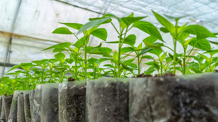 small pepper plants in a greenhouse for transplanting