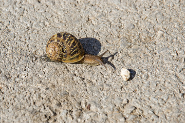Snail with cracked shell